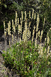 Richardson's Prairie Alumroot (Heuchera richardsonii) at Sargent's Nursery