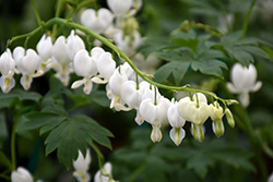 White Bleeding Heart (Dicentra spectabilis 'Alba') at Sargent's Nursery