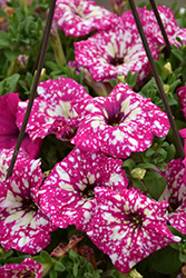 Headliner Pink Sky Petunia (Petunia 'KLEPH17342') at Sargent's Nursery