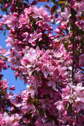 Pink Spires Flowering Crab (Malus 'Pink Spires') at Sargent's Nursery