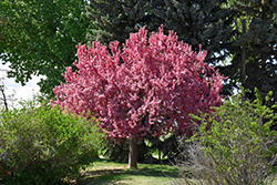 Prairifire Flowering Crab (Malus 'Prairifire') at Sargent's Nursery