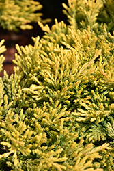 Gold Strike Juniper (Juniperus horizontalis 'Gold Strike') at Sargent's Nursery