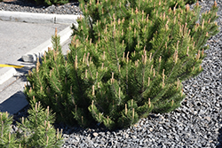 Dwarf Mugo Pine (Pinus mugo var. pumilio) at Sargent's Nursery