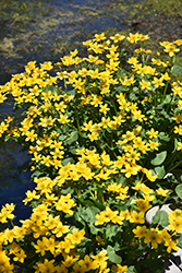 Marsh Marigold (Caltha palustris) at Sargent's Nursery