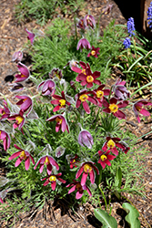 Red Pasqueflower (Pulsatilla vulgaris 'Rubra') at Sargent's Nursery