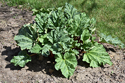 Chipman Red Rhubarb (Rheum 'Chipman Red') at Sargent's Nursery