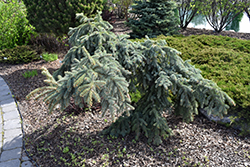 Weeping Blue Spruce (Picea pungens 'Pendula') at Sargent's Nursery