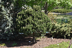 Dwarf Scotch Pine (Pinus sylvestris 'Pumila') at Sargent's Nursery