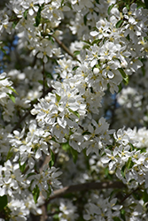 Spring Snow Flowering Crab (Malus 'Spring Snow') at Sargent's Nursery