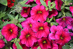 Superbells Cherry Red Calibrachoa (Calibrachoa 'USCAL23101') at Sargent's Nursery