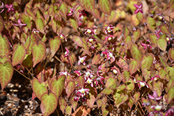 Bishop's Hat (Epimedium x rubrum) at Sargent's Nursery