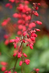 Ruby Mist Coral Bells (Heuchera 'Ruby Mist') at Sargent's Nursery