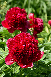 Red Charm Peony (Paeonia 'Red Charm') at Sargent's Nursery