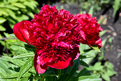 Red Charm Peony (Paeonia 'Red Charm') at Sargent's Nursery