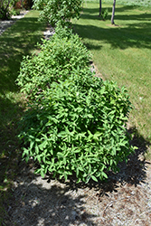 Tundra Honeyberry (Lonicera caerulea 'Tundra') at Sargent's Nursery