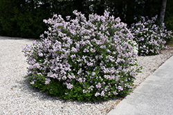 Dwarf Korean Lilac (Syringa meyeri 'Palibin') at Sargent's Nursery