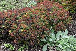 Bonfire Cushion Spurge (Euphorbia polychroma 'Bonfire') at Sargent's Nursery