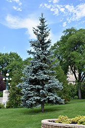 Blue Colorado Spruce (Picea pungens 'var. glauca') at Sargent's Nursery