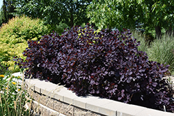 Royal Purple Smokebush (Cotinus coggygria 'Royal Purple') at Sargent's Nursery