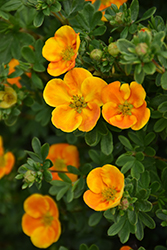 Mandarin Tango Potentilla (Potentilla fruticosa 'Jefman') at Sargent's Nursery