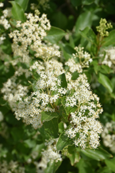 Gray Dogwood (Cornus racemosa) at Sargent's Nursery