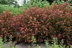 Amber Jubilee Ninebark (Physocarpus opulifolius 'Jefam') at Sargent's Nursery