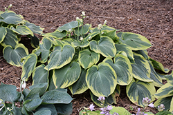 Earth Angel Hosta (Hosta 'Earth Angel') at Sargent's Nursery