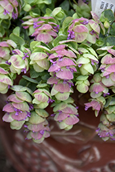 Kirigami Oregano (Origanum 'Kirigami') at Sargent's Nursery