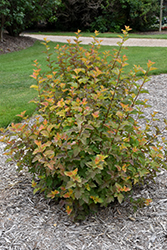 Amber Jubilee Ninebark (Physocarpus opulifolius 'Jefam') at Sargent's Nursery