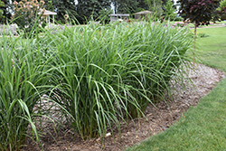 Malepartus Maiden Grass (Miscanthus sinensis 'Malepartus') at Sargent's Nursery