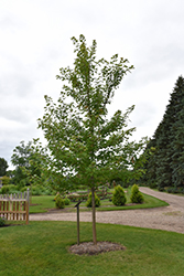 Matador Maple (Acer x freemanii 'Bailston') at Sargent's Nursery