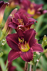 Ruby Stella Daylily (Hemerocallis 'Ruby Stella') at Sargent's Nursery