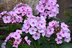 Cotton Candy Garden Phlox (Phlox paniculata 'Ditomfav') at Sargent's Nursery