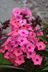 Coral Creme Drop Garden Phlox (Phlox paniculata 'Ditomdre') at Sargent's Nursery