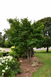 Korean Maple (Acer pseudosieboldianum) at Sargent's Nursery