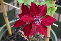 Boulevard Nubia Clematis (Clematis 'Evipo079') at Sargent's Nursery