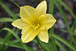 Happy Ever Appster Big Time Happy Daylily (Hemerocallis 'Big Time Happy') at Sargent's Nursery