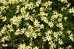 Moonbeam Tickseed (Coreopsis verticillata 'Moonbeam') at Sargent's Nursery