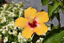 Cherie Hibiscus (Hibiscus rosa-sinensis 'Cherie') at Sargent's Nursery