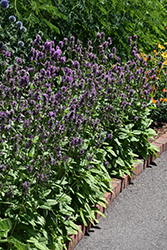 Hummelo Betony (Stachys monieri 'Hummelo') at Sargent's Nursery