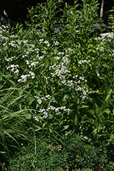 Wild Quinine (Parthenium integrifolium) at Sargent's Nursery
