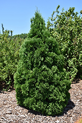 Holmstrup Arborvitae (Thuja occidentalis 'Holmstrup') at Sargent's Nursery