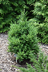 Green Mountain Boxwood (Buxus 'Green Mountain') at Sargent's Nursery