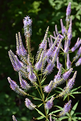 Fascination Culver's Root (Veronicastrum virginicum 'Fascination') at Sargent's Nursery