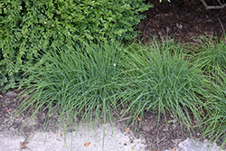 Chives (Allium schoenoprasum) at Sargent's Nursery