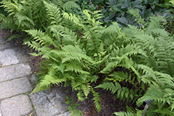 Lady in Red Fern (Athyrium filix-femina 'Lady in Red') at Sargent's Nursery