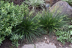 Golden Dew Tufted Hair Grass (Deschampsia cespitosa 'Goldtau') at Sargent's Nursery