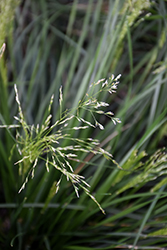 Golden Dew Tufted Hair Grass (Deschampsia cespitosa 'Goldtau') at Sargent's Nursery