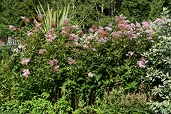 Venusta Queen Of The Prairie (Filipendula rubra 'Venusta') at Sargent's Nursery