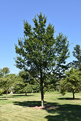 Triumph Elm (Ulmus 'Morton Glossy') at Sargent's Nursery